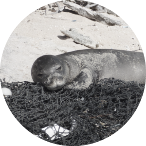 A seal on the beach laying on a black net
